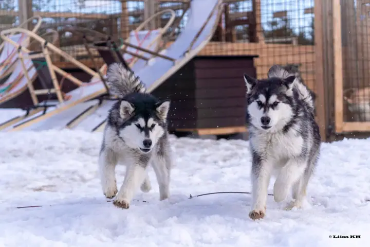 Lusi and Mörkö, Malamutes