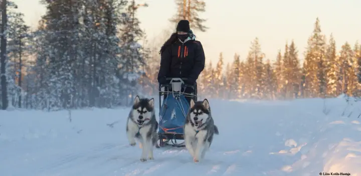 Guide standing on the sled runners behind a two-dog team at sunset