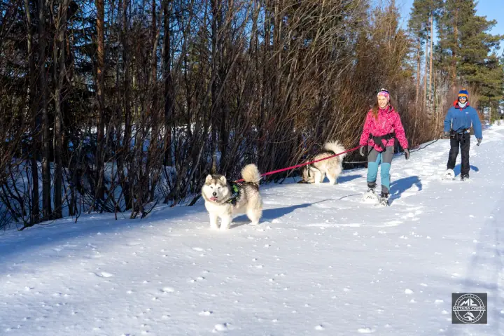 Alaskan malamutes Unto and Lollipop
