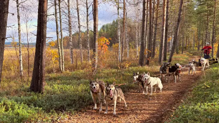 Full sled dog team pulling a cart through an autumn forest