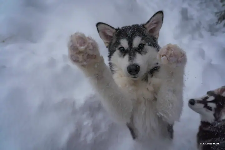 Malamute puppy Mörkö