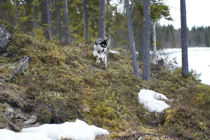 Malamute puppy Hilla at the river Kitinen