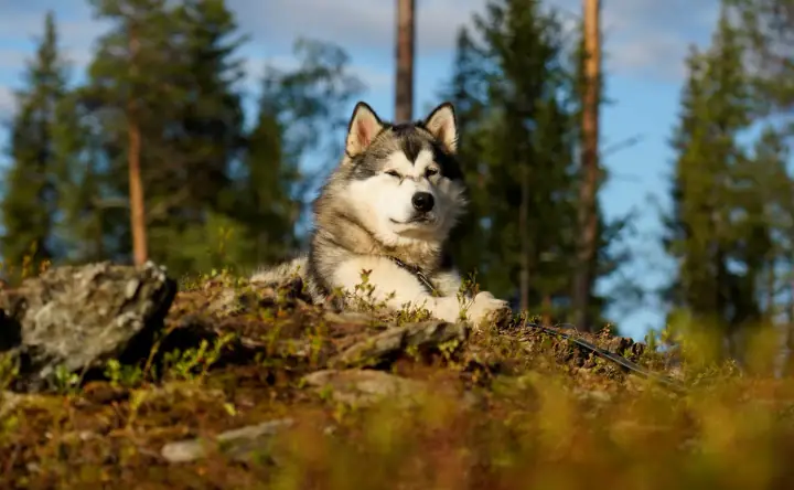 Malamute resting on a mossy hill in warm light
