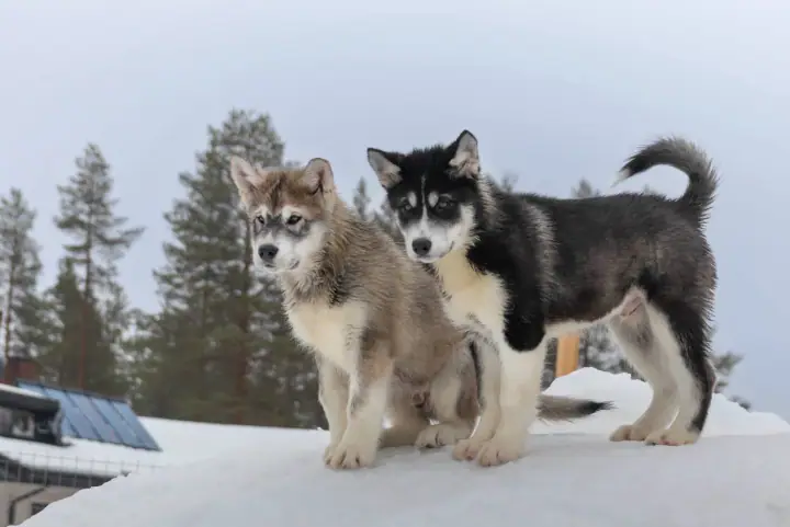 Two husky puppies on a snowbank