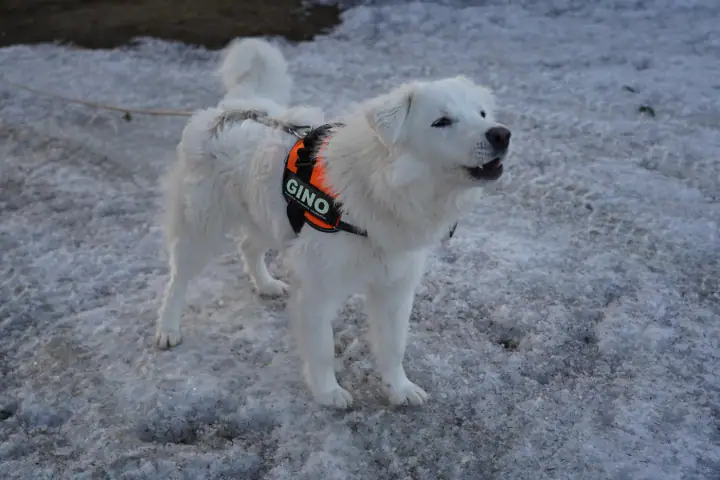 Gino the white guardian dog in an orange harness