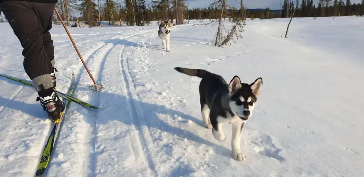 Skiing with huskies on a snowy trail