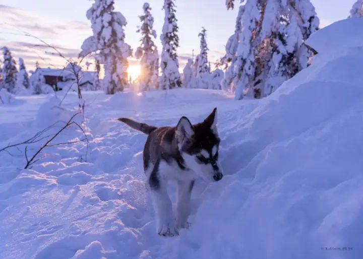 Malamute puppy Keisari