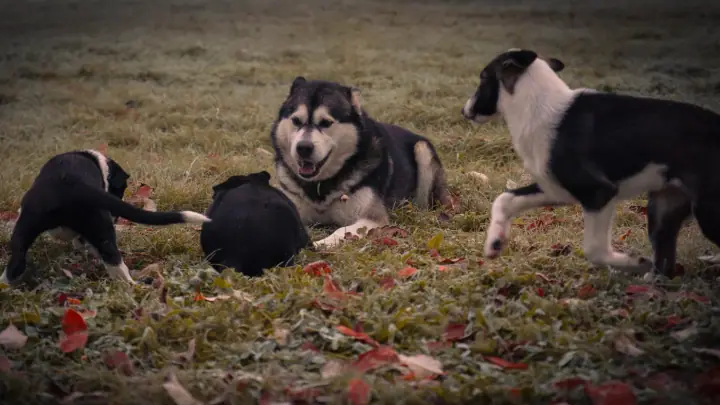 Adult Malamute resting in autumn grass with puppies playing nearby
