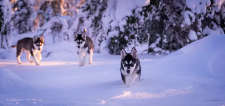 Three husky puppies running through snow at golden hour