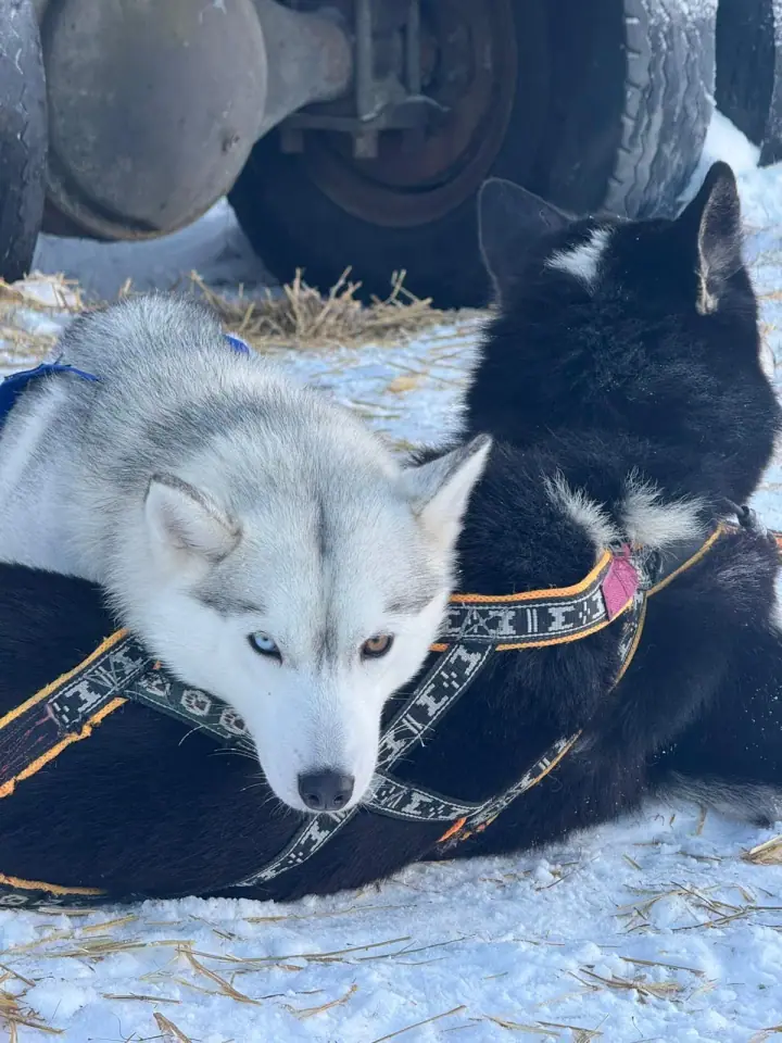 Siberian huskies Savu and Sasha having a rest