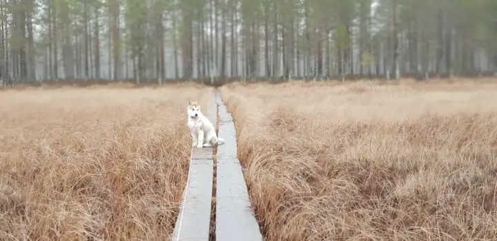 Puppy walking through a golden field at sunset