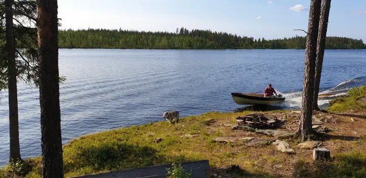 Husky watching a boat pass on a calm Lapland lake in summer