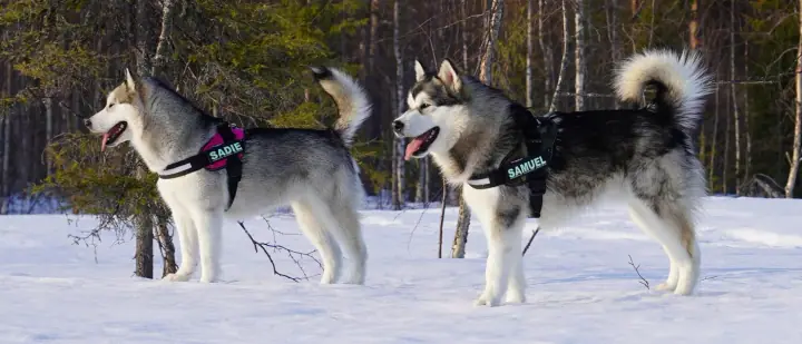 Sadie and Samuel in harnesses in a snowy forest