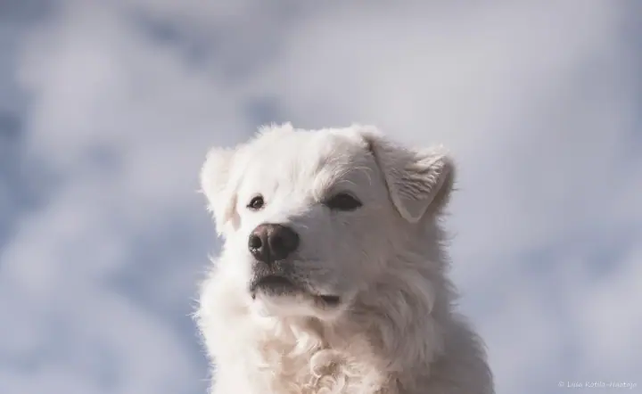 White guardian dog portrait against the sky