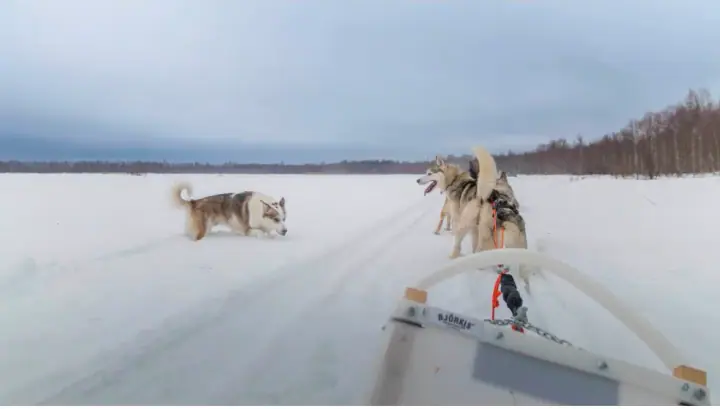 Husky team pulling a sled across the frozen lake on The Lake Trail