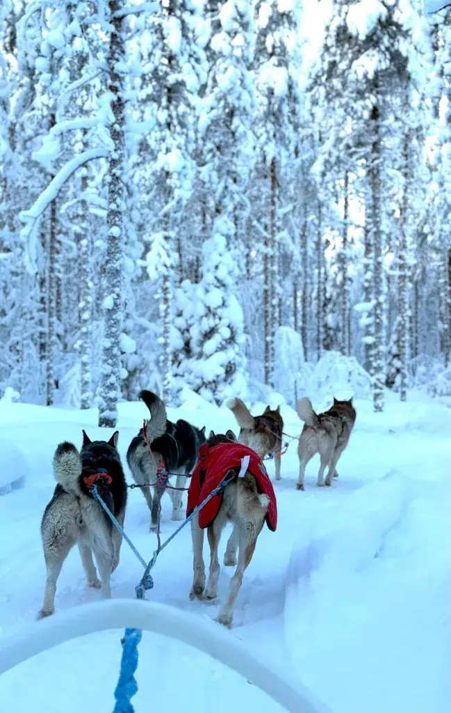 Sled dog team running through a snow-laden forest, seen from the sled