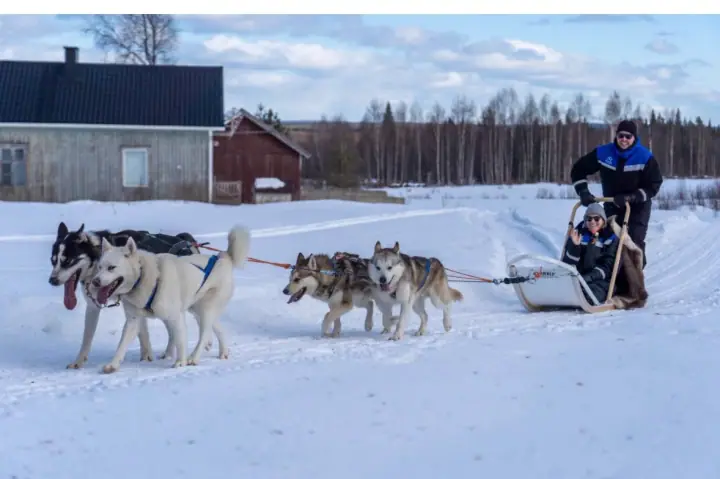 Sled dog team pulling two guests past a farmhouse on The Old Dairy trail